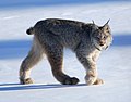 Lynx canadensis