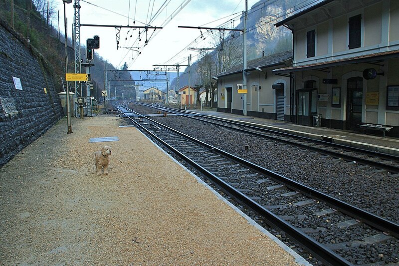 File:Chien sur le quai à Tenay-Hauteville.jpg