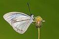 * Nomination Close wing Basking posture of Pareronia hippia (Fabricius, 1787) - Indian Wanderer (Male). By User:Anitava Roy --Atudu 14:33, 14 August 2024 (UTC) * Promotion  Support Good quality. --Alexander-93 15:15, 14 August 2024 (UTC)