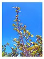 Branch with young leaves