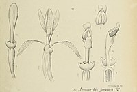 Lecanorchis javanica