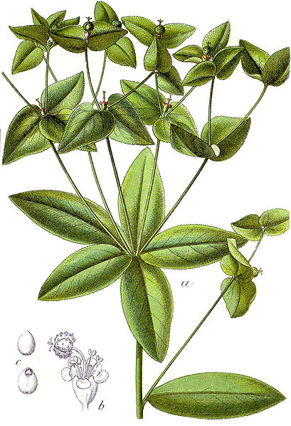 File:Euphorbia dulcis Sturm28.jpg