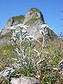 Edelweiss flower on the Kanisfluh