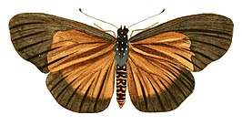 Bematistes umbra