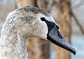 Image 71Immature mute swan in Prospect Park