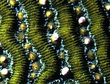 Brain coral releasing eggs