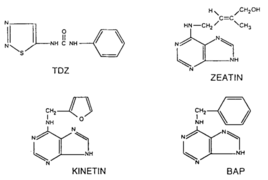 Будова тідіазурону у порівнянні із зеатином, кінетином і бензиламінопурином.png