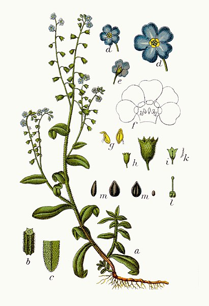 File:Myosotis scorpioides Sturm14.jpg