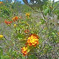 Wild Lantana flowers growing in Oleta River State Park