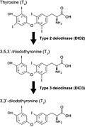 Activación e inactivación de las hormonas tiroideas por yodotironina desiodinasas.jpg