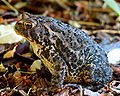 A closeup of the Eastern American toad.