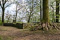 Ruine der Burgkapelle der Iburg bei Bad Driburg im Naturschutzgebiet Iburg-Aschenhütte, Kreis Höxter