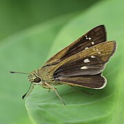 Borbo cinnara (Rice swift) on a leaf, in Don Det.