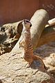 Meerkat exhibit