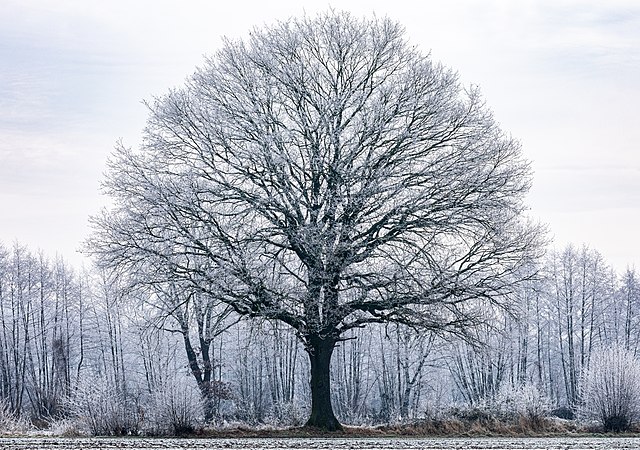 圖為一梱孤樹，攝於德國北萊茵-威斯特法倫州的迪爾門。