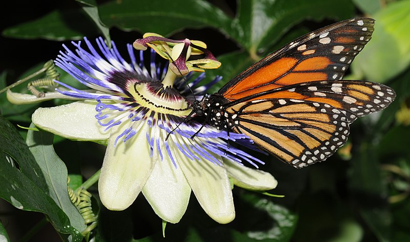 File:Danaus plexippus (7).jpg