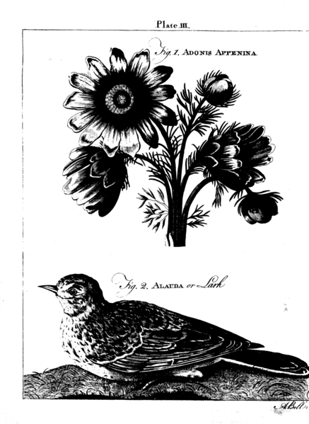 File:EB1 Plate 003 lark flower.gif