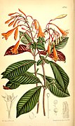 Fuchsia triphylla