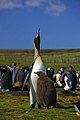 "Falkland_Islands_Penguins_48.jpg" by User:Amada44