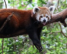 Red panda (Ailurus fulgens).