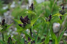 Gentiana Purpurea - Alpine Flora.jpg