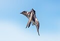 Image 64Purple martin in flight in Cape May, New Jersey