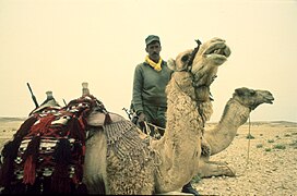 Since the Six Day War the IDF is using a special camel unit in which Jews and Bedouins serve together (FL45946806).jpg