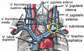 Veines du cou et du thorax.