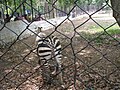 Zebra at Bannerghatta National Park