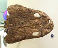 Crani de Koskinonodon