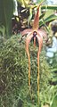 Bulbophyllum echinolabium