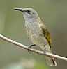 Adult Honeyeater