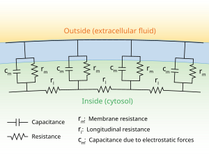 A diagram showing the resistance and capacitance across the cell membrane of an axon. The cell membrane is divided into adjacent regions, each having its own resistance and capacitance between the cytosol and extracellular fluid across the membrane. Each of these regions is in turn connected by an intracellular circuit with a resistance.