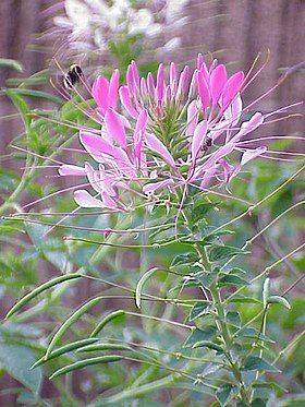 Cleome spinosa