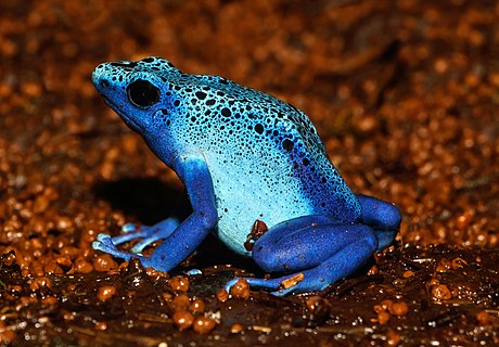 Dendrobates tinctorius var. azureus (Hoogmoed, 1969), Blue poison dart frog; Karlsruhe Zoo, Karlsruhe, Germany