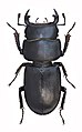 Рогач малий ('Dorcus parallelipipedus). Самець