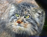 Pallas's cat