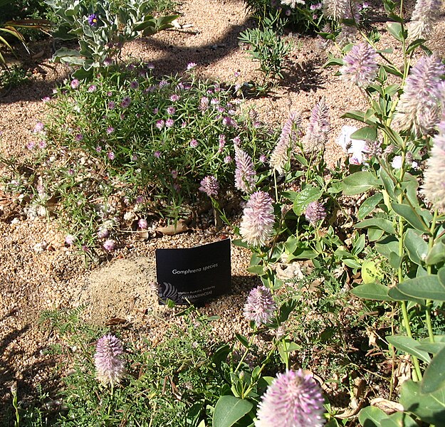 File:Gomphrena.jpg