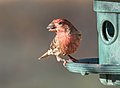 Image 96House finch with a sunflower seed at a feeder in Green-Wood Cemetery