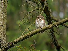 Juvenile Eurasian Pygmy Owl (Glaucidium passerinum), Eastern Belgium (14544786334).jpg