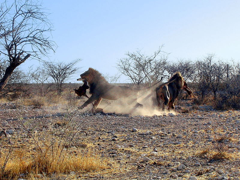 File:Lions Etosha NP Fight for Prey ArM.jpg