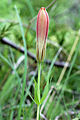 Immature flower