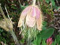 Anemone vernalis Kleine Scheidegg, Switzerland