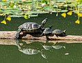 Image 98Pond sliders in Prospect Park