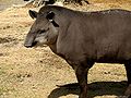 Tapir amerykański