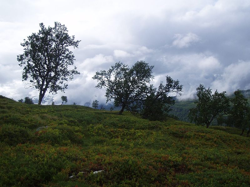 File:Trees near Voss.JPG