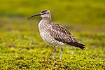 småspov av underarten Numenius phaeopus phaeopus