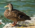 Seite 4: File:Male eclipse Mallard on Lake Bled.jpg Autor: Mihael Grmek (User:Meho29) Lizenz: CC BY-SA 3.0