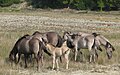 Juments et poulains de race Sorraia.