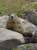 Bilotol (Marmota marmota), Vanoise Vedeyaf gerd, Franca